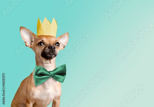 Fototapeta Naklejka Na Ścianę i Meble -  Cute dog with green bowtie on background. St. Patrick's Day celebration