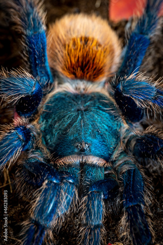 Green bottle blue tarantula chromatopelma cyaneopubescens photo