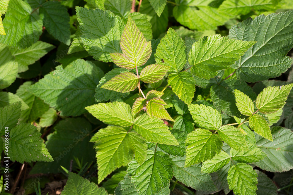 Raspberry bush, green raspberry leaves, branches of a raspberry bush, a young branch of a raspberry bush in summer Raspberry bush, green raspberry leaves, branches of a raspberry bush, a young branch of a raspberry bush in summer
