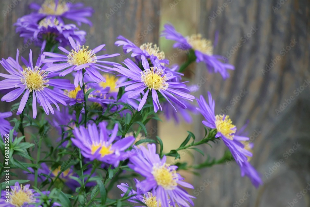 Bee and beautiful purple flower in the garden