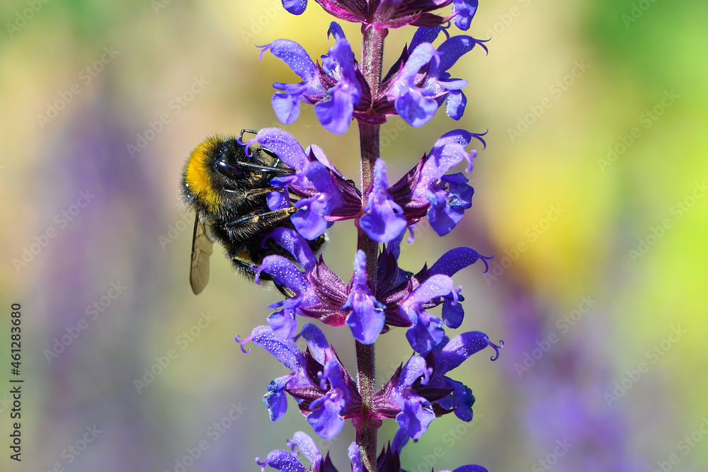 Fototapeta premium Hummel auf einem Steppensalbei