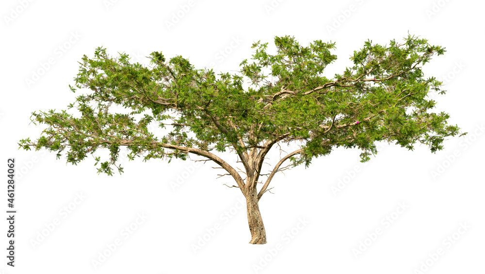 3D Rendering Acacia Tree on White