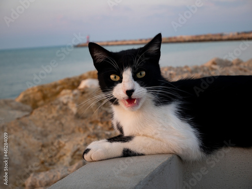 Cat sitting on the rocks facing the sea showing sharp teeth
