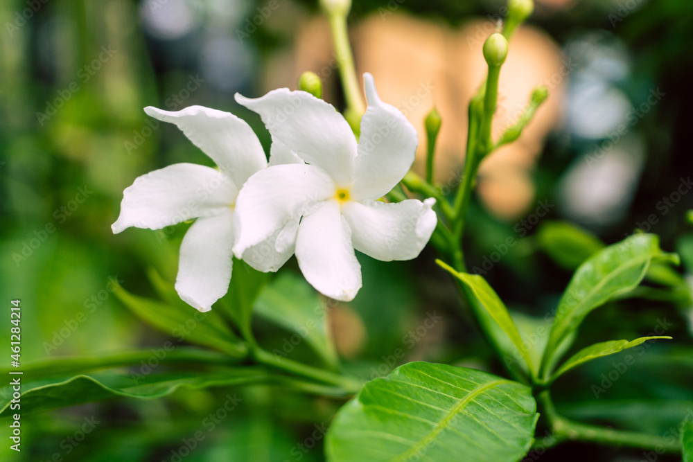 Fototapeta premium Biały kwiat jaśminu na tle zielonych liści krzewu, piękna aromatyczna roślina.