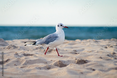 Chodząca mewa po bałtyckiej plaży.