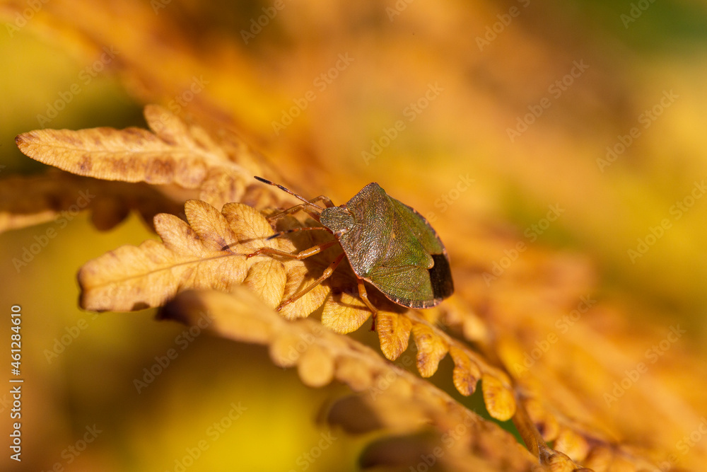 The birch shieldbug Elasmostethus interstinctus is species of shield bug in the Acanthosomatidae family. Golden autumn background, beetle sitting on a yellow fern leaf, macro. The birch shieldbug Elasmostethus interstinctus is species of shield bug in the Acanthosomatidae family. Golden autumn background, beetle sitting on a yellow fern leaf, macro.