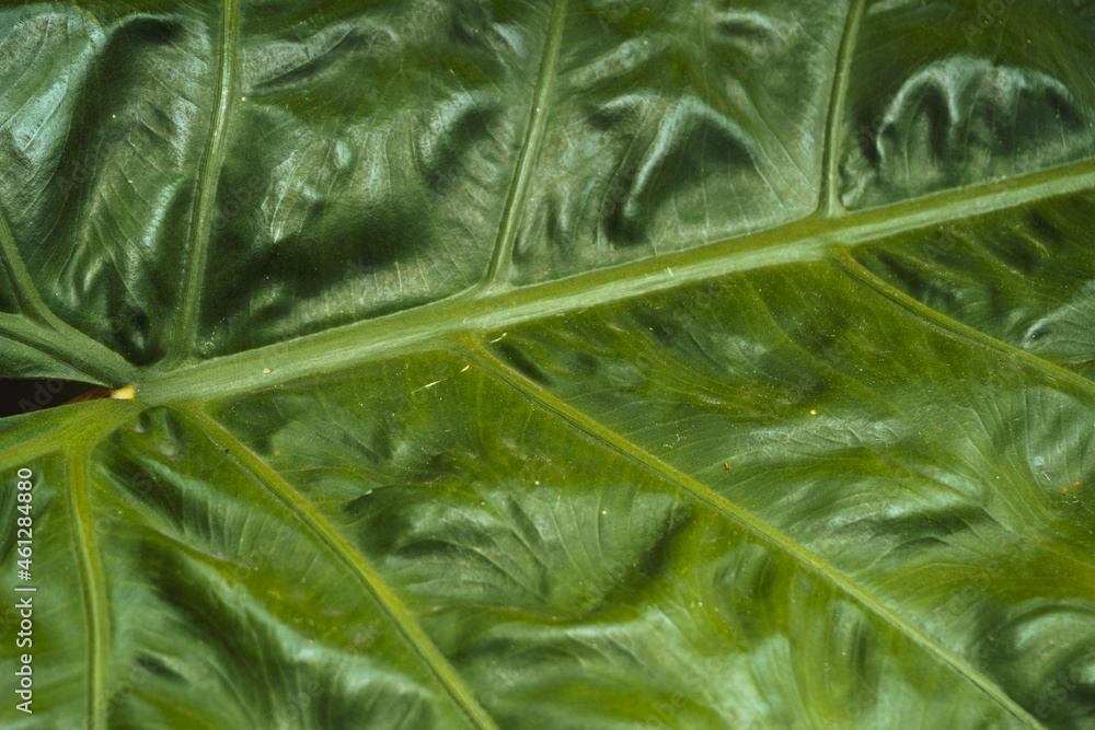 Zielone tropikalne tło z liści, piękna tekstura  roślinna. - obrazy, fototapety, plakaty 
