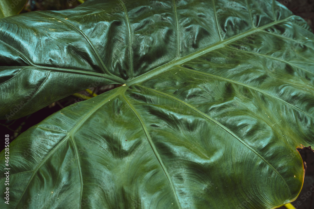Zielone tropikalne tło z liści, piękna tekstura  roślinna. - obrazy, fototapety, plakaty 