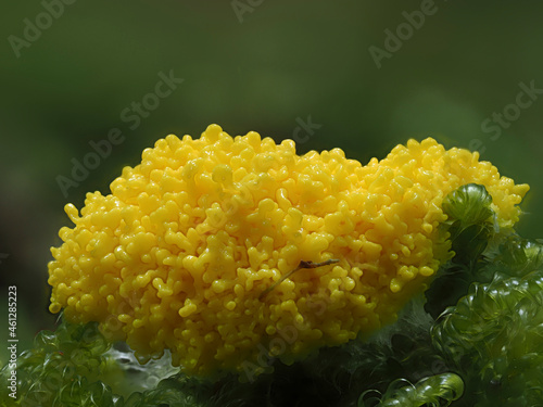 Gelbe Lohblüte oder Hexenbutter im Eifelwald photo