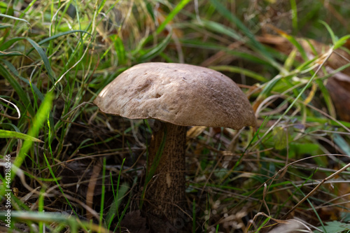 Brown mushroom - Leccinum scabrum in autumn september