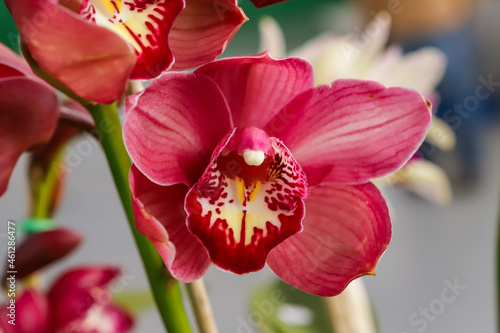 Cymbidium orchid flower with center focus and rest of image blurred