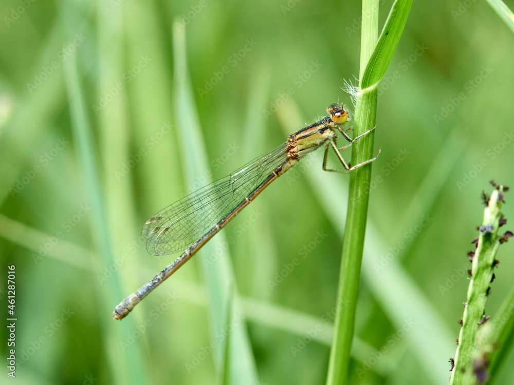 Damselfly in a natural environment. Ischnura graellsii. Damselfly in a natural environment. Ischnura graellsii.