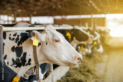 Photography Agricultural concept, diary cows eating a hay in modern free livestock stall or