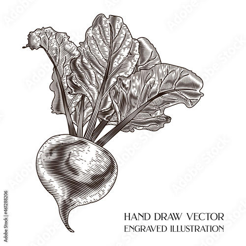 Beetroot Hand Draw Vector, Engraving illustration, Vegetables, Retro vintage, Healthy Food, Isolated on white background 