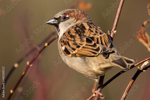 Portrait of male house sparrow (passer domesticus) perched on bush branch