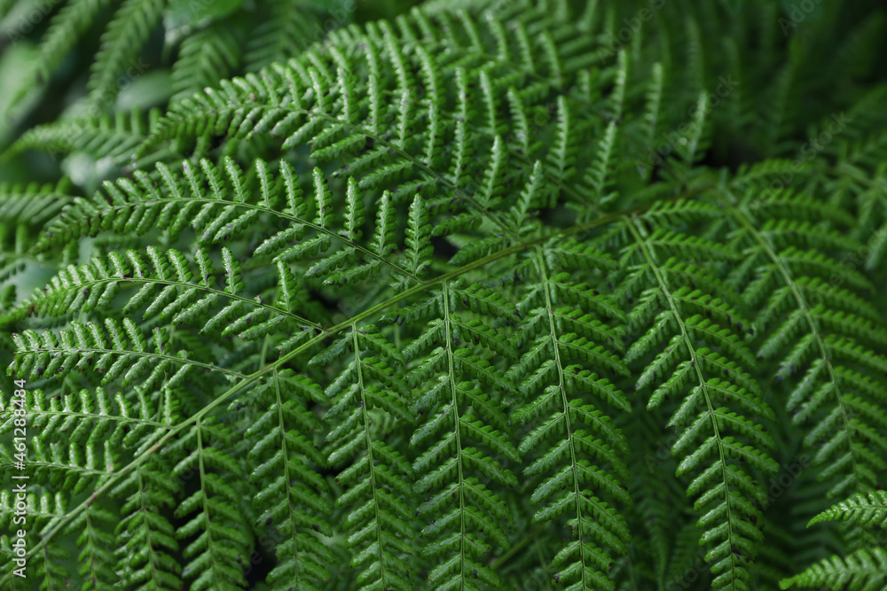 Green fern growing in forest, closeup view Green fern growing in forest, closeup view