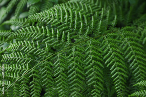 Green fern growing in forest, closeup view