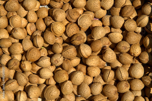 Tante mandorle appena raccolte pronte per essere mangiate.