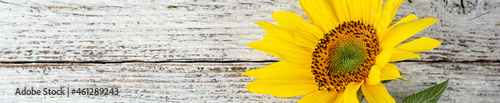 banner of Single autumnal sunflower on white wooden table with copy space