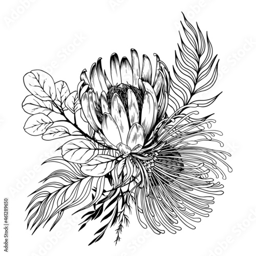 Floral arrangement with exotic protea flowers and leaves. Hand drawn vector illustration on white background.