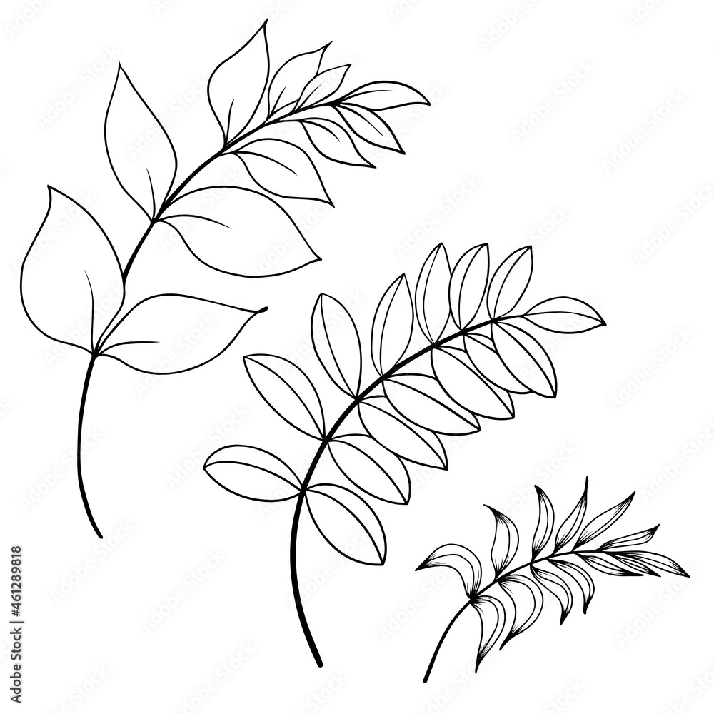Naklejka premium Set of black and white leaf branches. Hand drawn vector illustration.