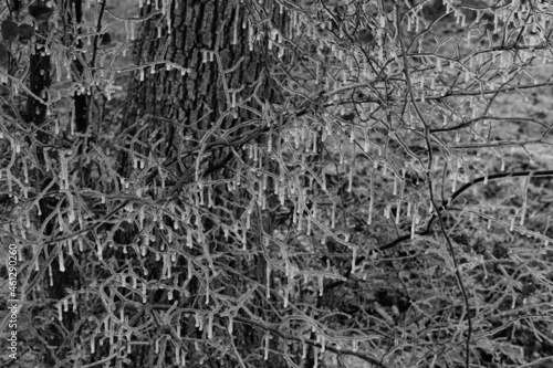 Close up abstract texture of icy base of tree during winter ice storm weather.