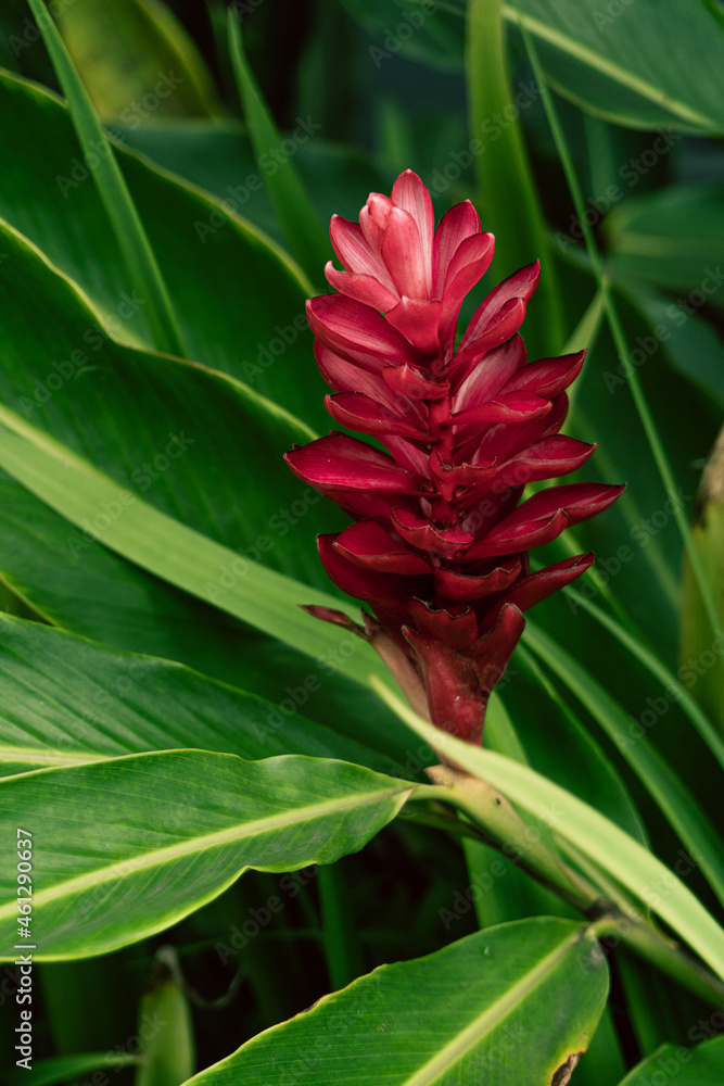 Tropikalne roślinne tło, zielone liście oraz egzotyczny czerwony piękny kwiat. - obrazy, fototapety, plakaty 