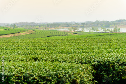 Green tea garden on a sunny day,tea plantation natural background.
