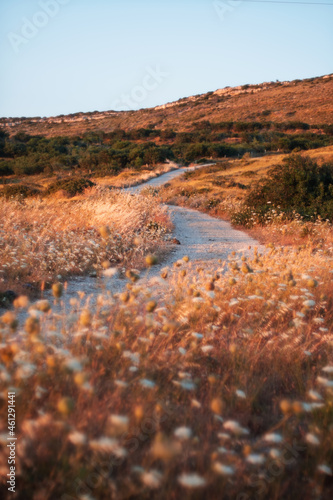 Pathway and dry bushes on sunset.