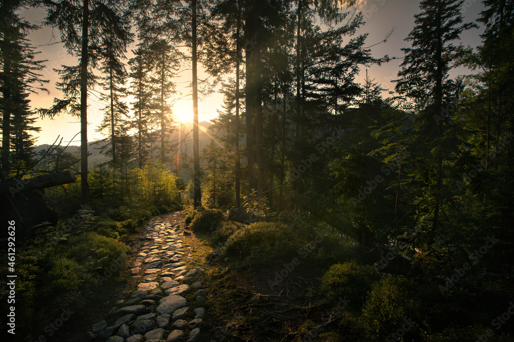 Obraz premium sunrise in the forest