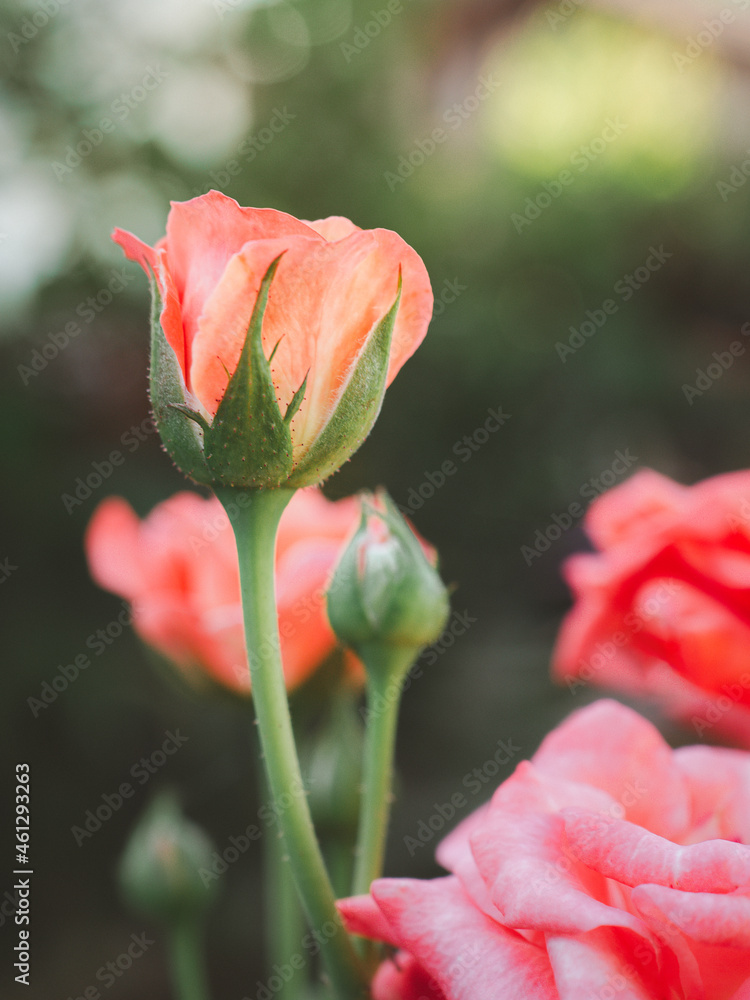 Obraz premium Beautiful orange rose flower in the garden. Close-up photo