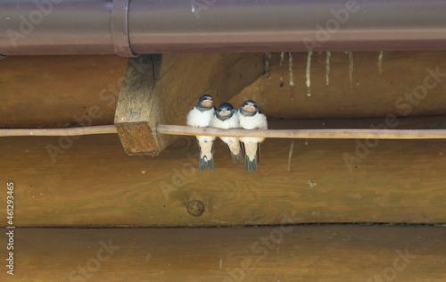 Three flying out swallow chicks on a wire under the roof of a wooden village house