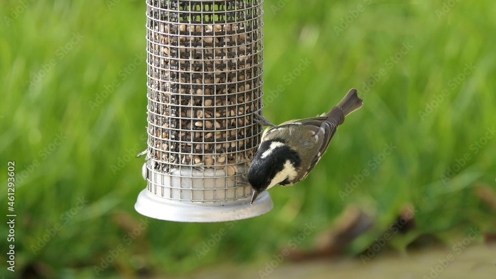 Naklejka premium Coal Tit feeding from a Tube peanut seed Feeder in UK