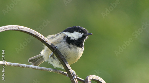 Coal Tit sitting on a gate in a wood in UK