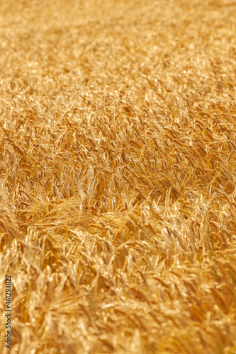 Reife Gerstenähren im Sommer in einem Getreidefeld