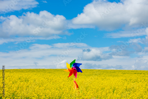 Hand holiding pinwheel and rainbow flag in rapeseed field photo