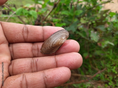 Unio pictorum shell.
Unio pictorum or painter's mussel is a species of medium sized freshwater mussel. These an aquatic bivalve mollusk in the family Unionidae, the river mussels.
 photo