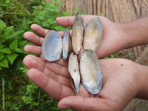 Unio pictorum shell.
Unio pictorum or painter's mussel is a species of medium sized freshwater mussel. These an aquatic bivalve mollusk in the family Unionidae, the river mussels. photo