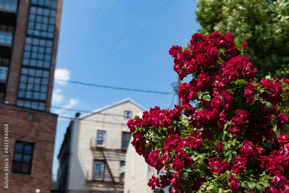 Beautiful Red Roses in front of Homes and Residential Buildings in Astoria Queens New York