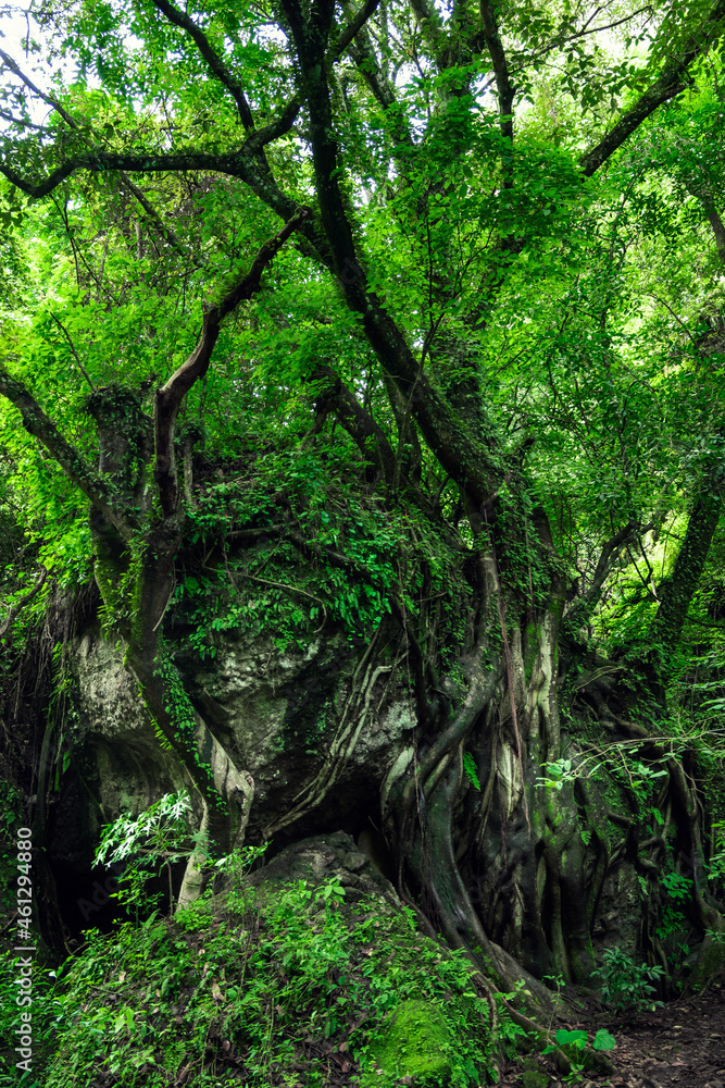 Naklejka premium Beautiful tropical forest. Trees textures in humid green forest. Sustainable tourism concept. Hike in the green forest. Trekking concept. Amatlán, Mexico