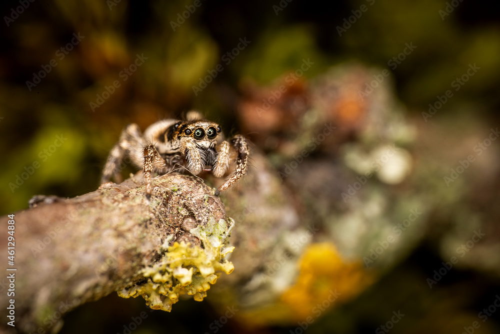 Zebra jumping spider salticus scenicus Zebra jumping spider salticus scenicus