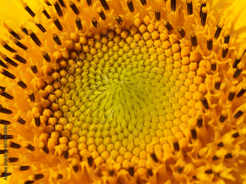 Inflorescence of a young sunflower, macro. The initial stage of sunflower seeds formation. Shallow depth of field.