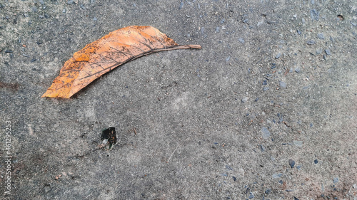 orange leaves
background
leaf
dry leaves