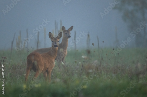 Fototapeta Naklejka Na Ścianę i Meble -  Roe Deer, Carpathian Mts, Poland