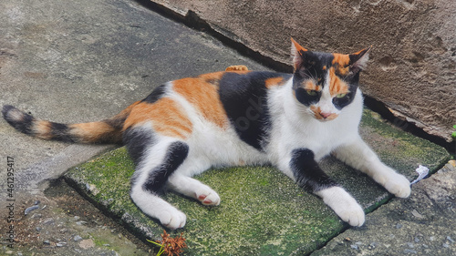 tricolor
cat
stray cat
animal
pet