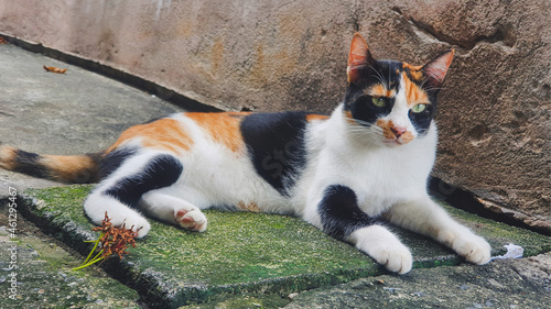tricolor
cat
stray cat
animal
pet