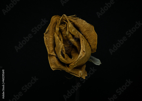 Yellow Roses withered on black background.