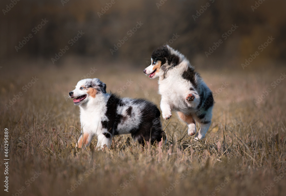 australian shepherds puppies playing
