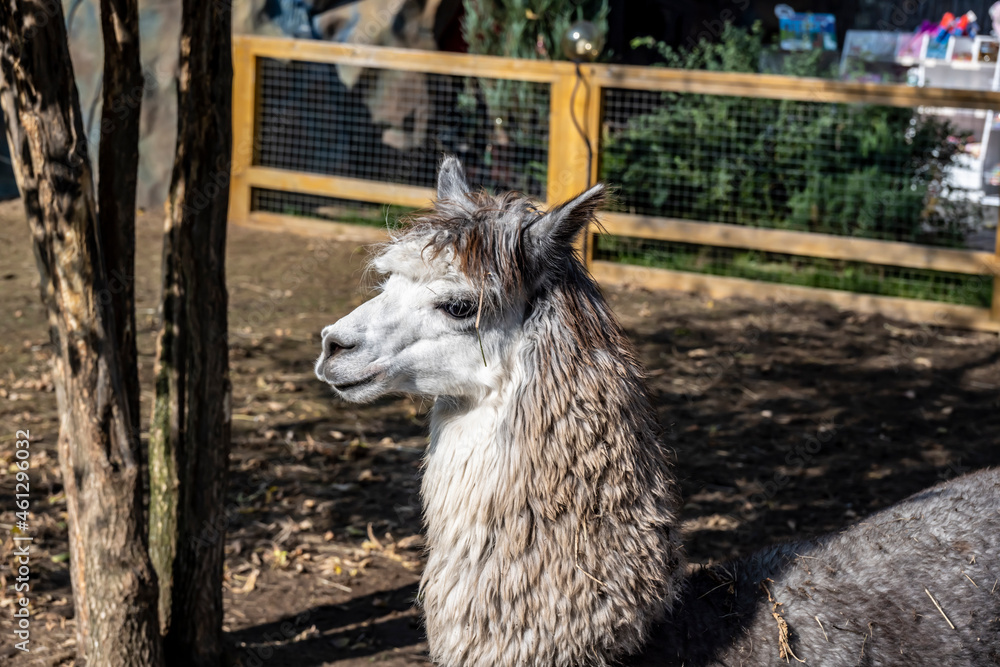 Obraz premium expressive alpaca face close-up on a sunny day 