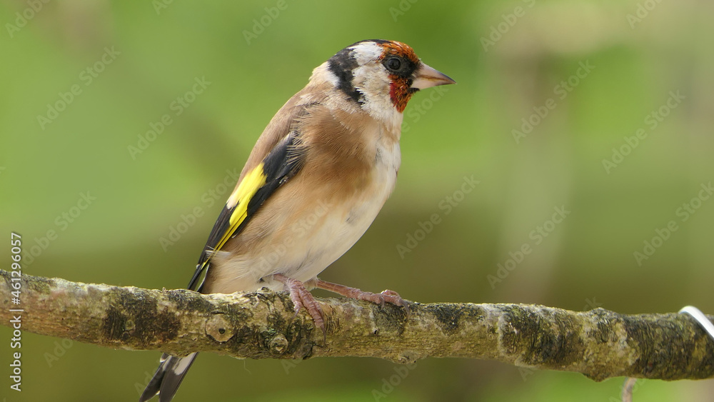 Goldfinch on a branch in a wood in UK Goldfinch on a branch in a wood in UK